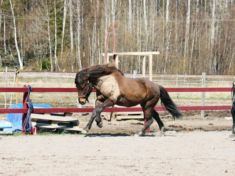 Tindra 050liten.JPG