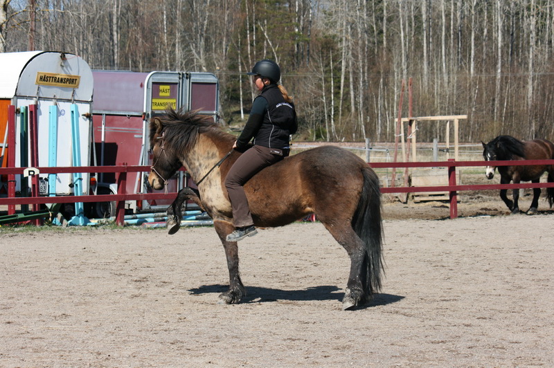 Tindra 236liten.JPG