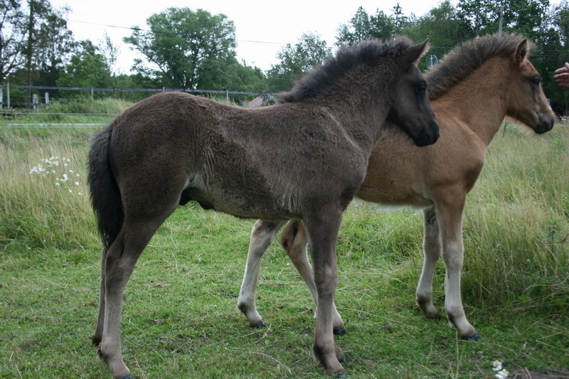 Braorsorna 31070907.JPG