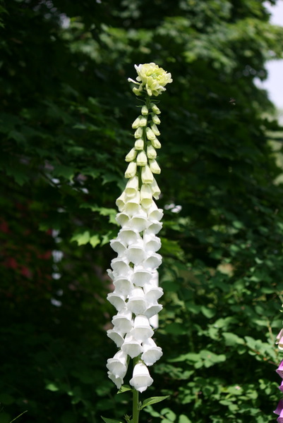 sommar1209.JPG