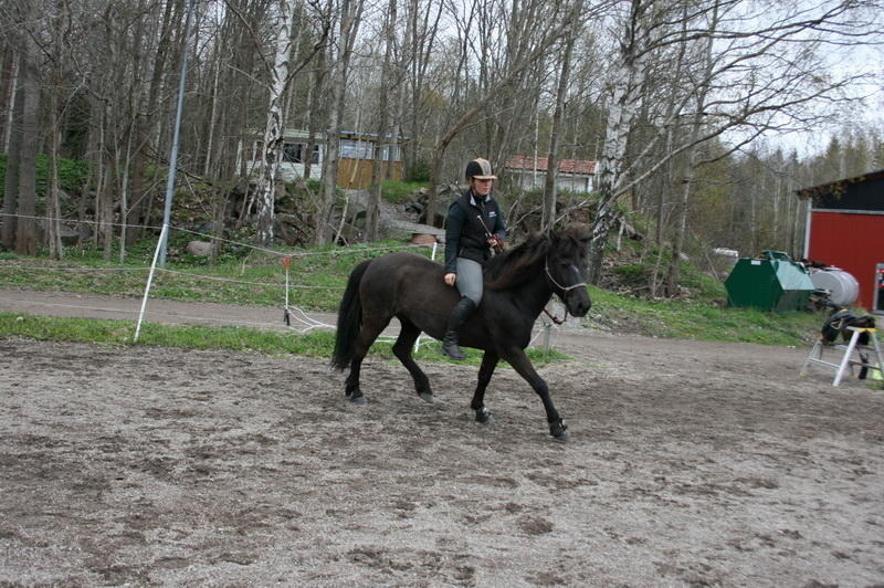 hästarna 271.JPG