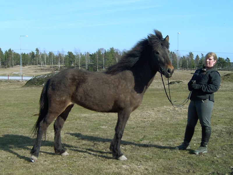 tindra1.jpg