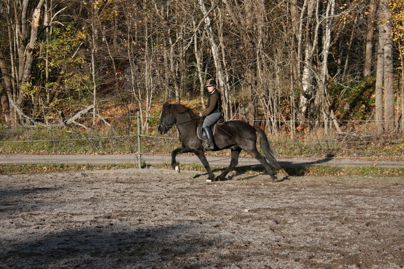 fakur43.JPG