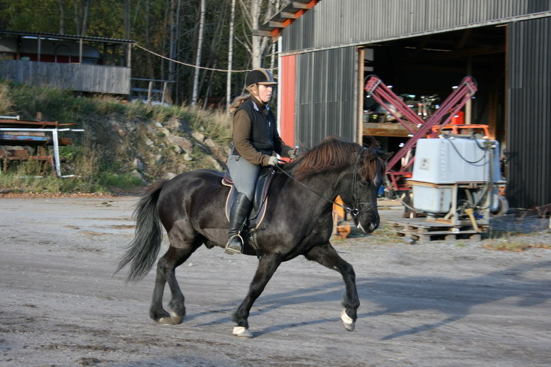 fakur85.JPG