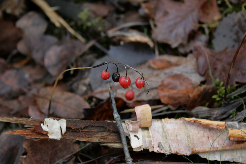 november082.JPG
