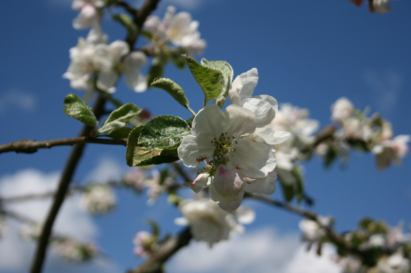apelblom092.JPG