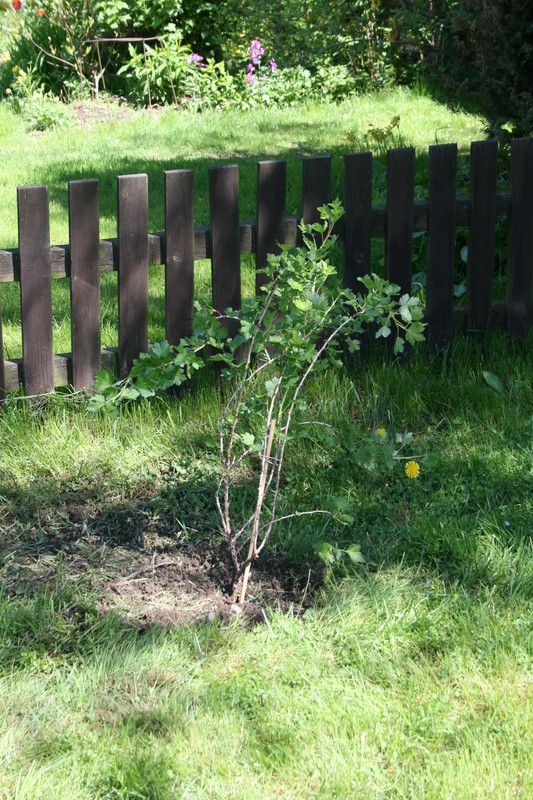 krusbbuske09.JPG