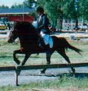 FM 1998 V1galopp.jpg