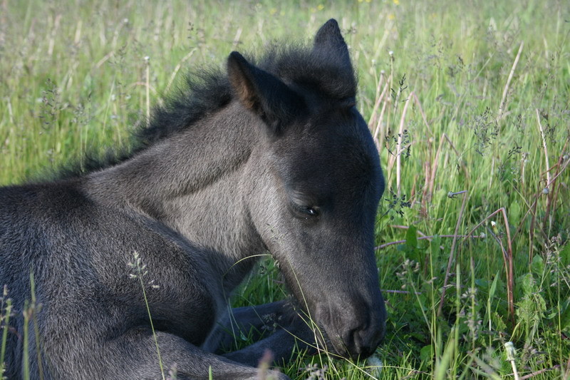 Nykur17juni03.JPG