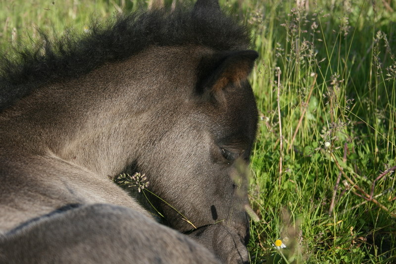 Nykur17juni08.JPG