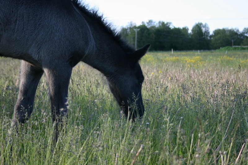 Nykur17juni26.JPG