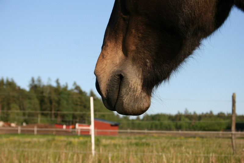 Brandi17juni07.JPG