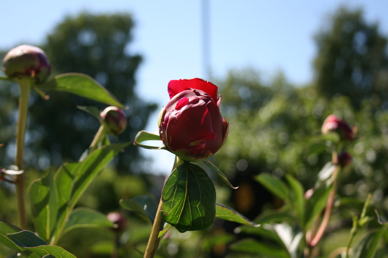 IMG_0174.JPG