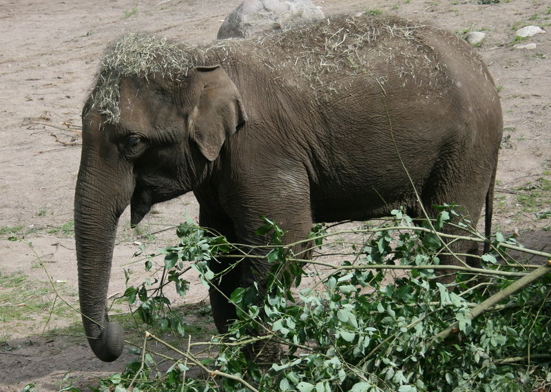 fant.jpg