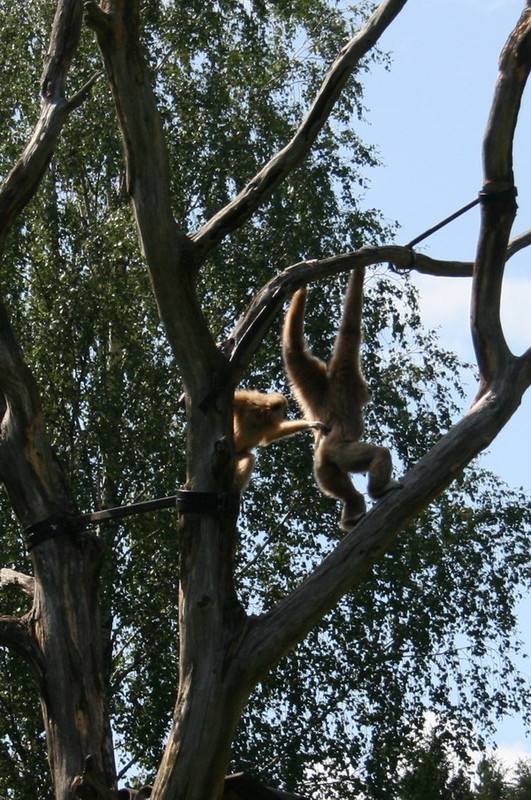 gibbon.jpg