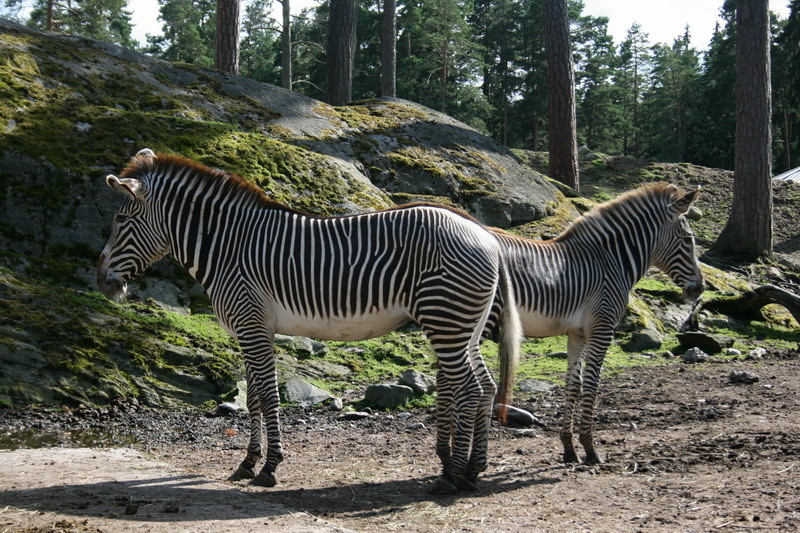 kolmarden095.JPG
