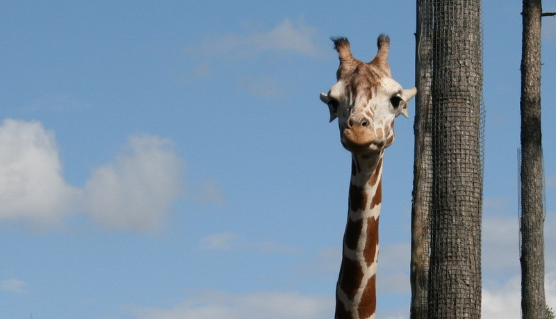 giraff.jpg
