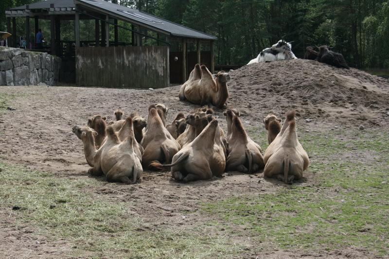 kolmarden012.JPG