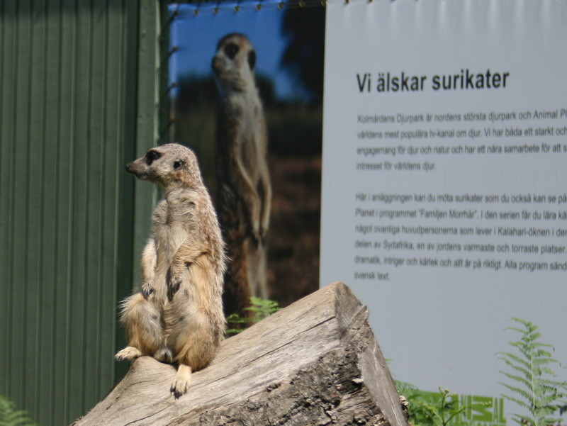 surikat1.jpg