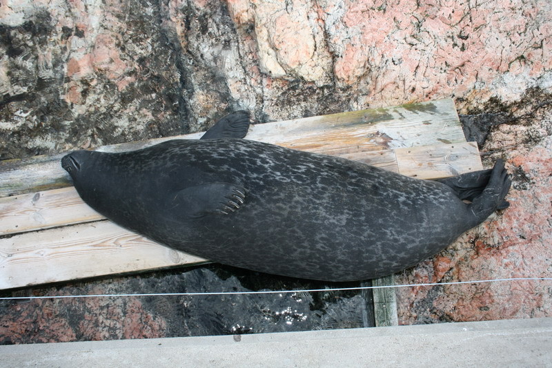 kolmarden055.JPG