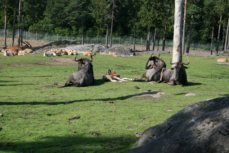 kolmarden100.JPG