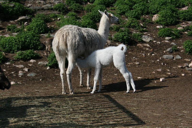 kolmarden104.JPG