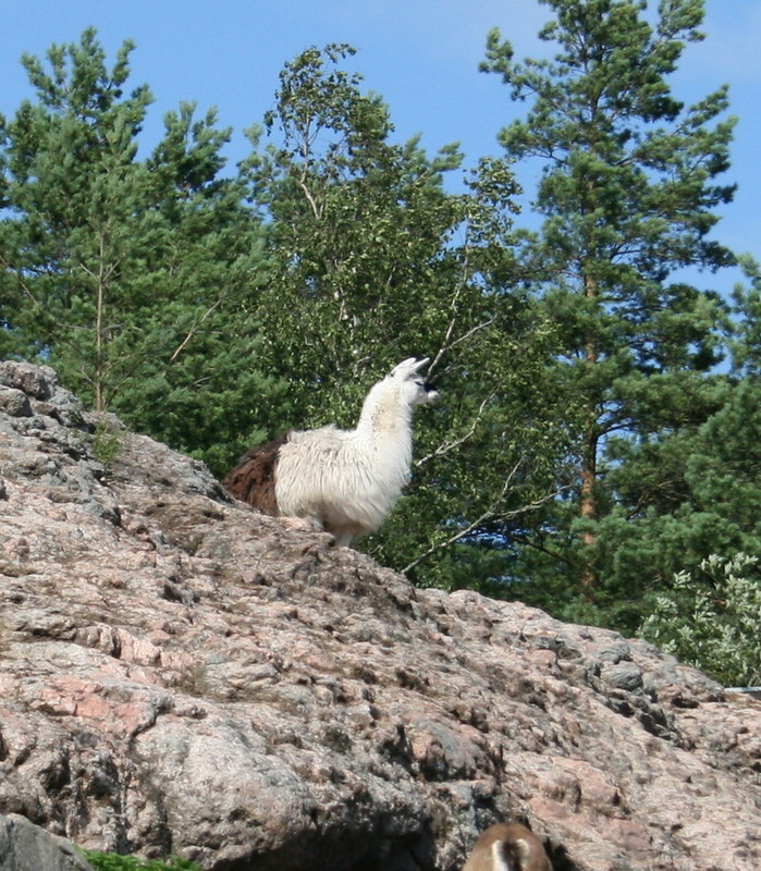 lama.jpg