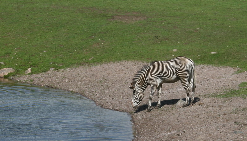 zebra.jpg