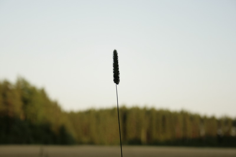 Sommar0961.JPG