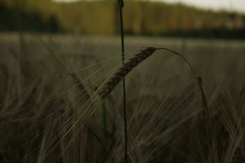Sommar0962.JPG
