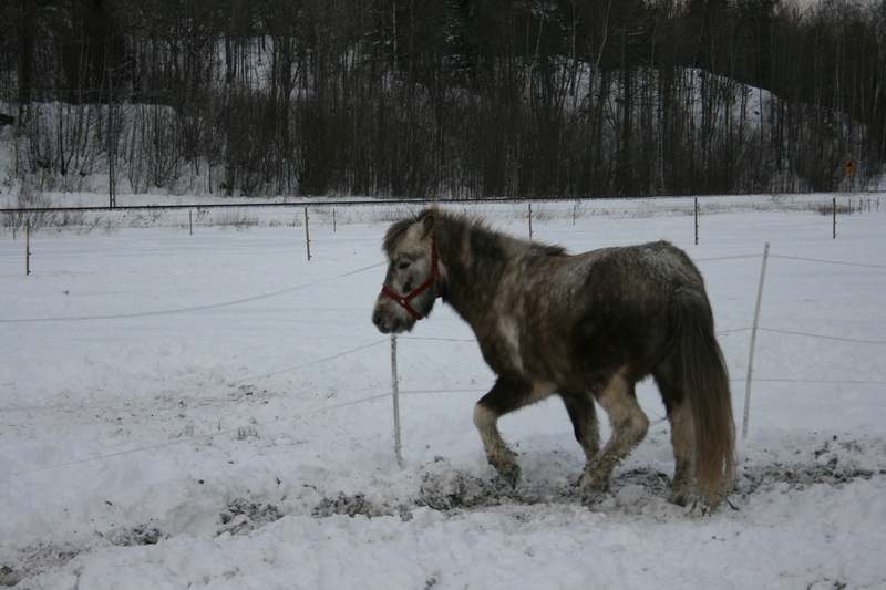 skramur04.JPG