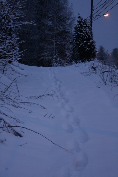 _MG_0248.JPG