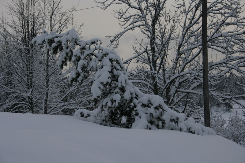 _MG_0260.JPG