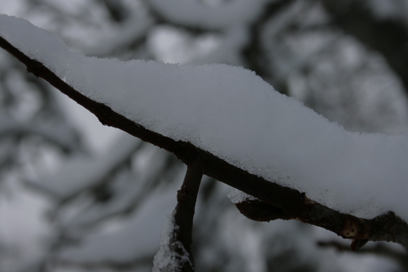 _MG_0270.JPG