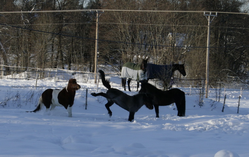 _MG_0481.jpg