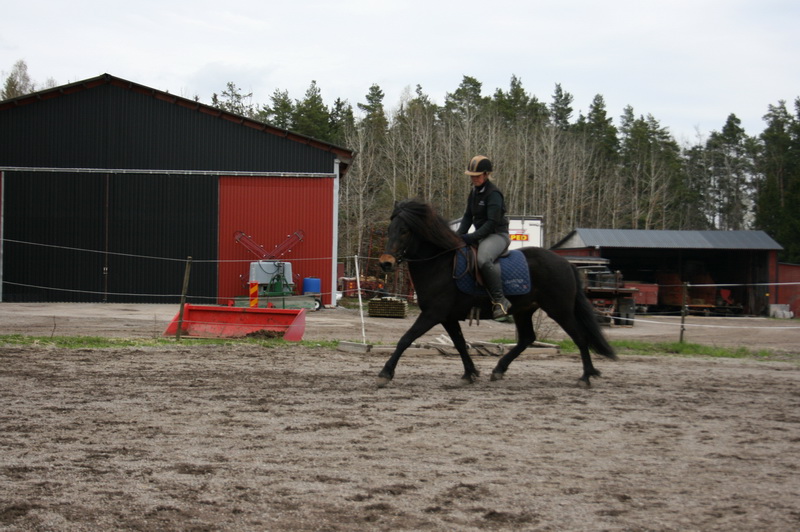 hästarna 677.JPG