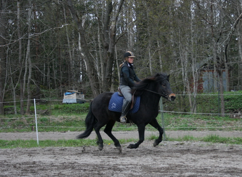 hästarna 650.JPG