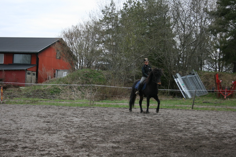 hästarna 612.JPG
