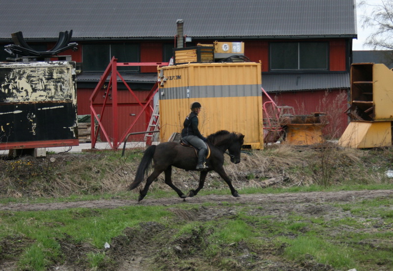 hästarna 583.JPG