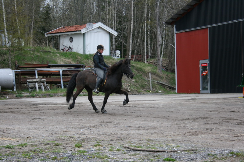 hästarna 575.JPG