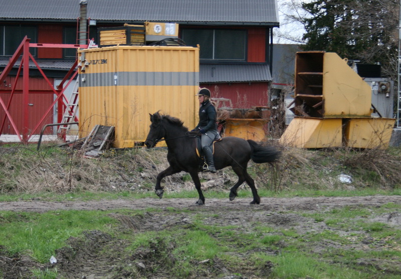 hästarna 558.JPG