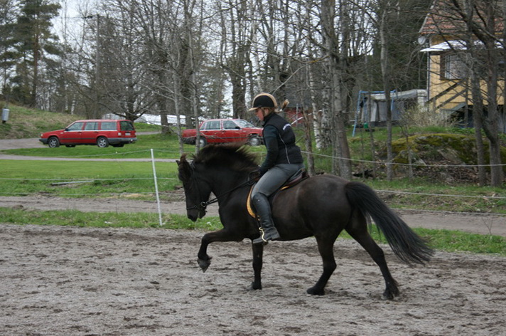 hästarna 510.JPG