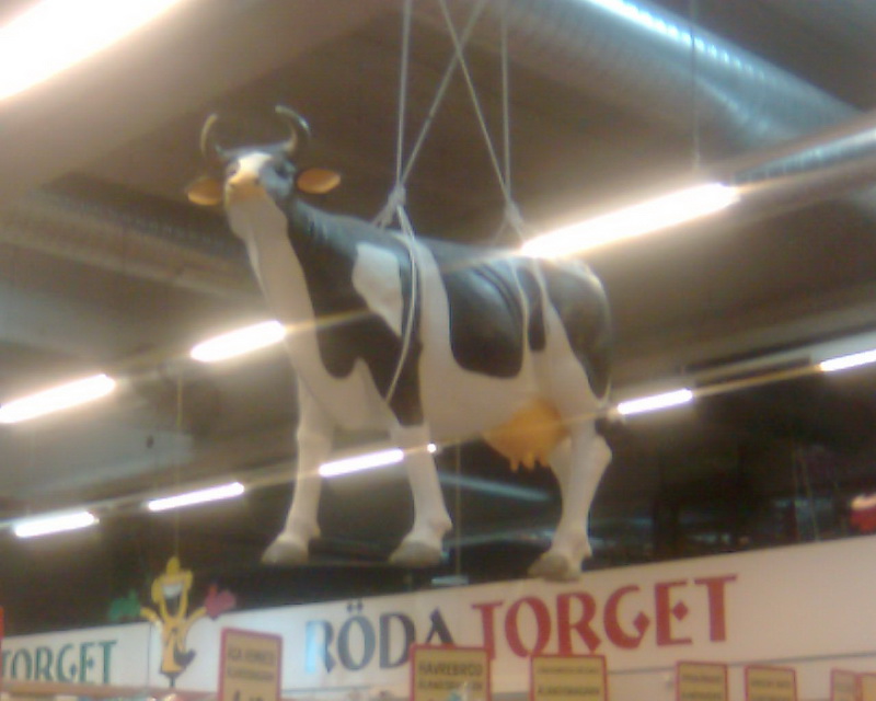 koaland.jpg