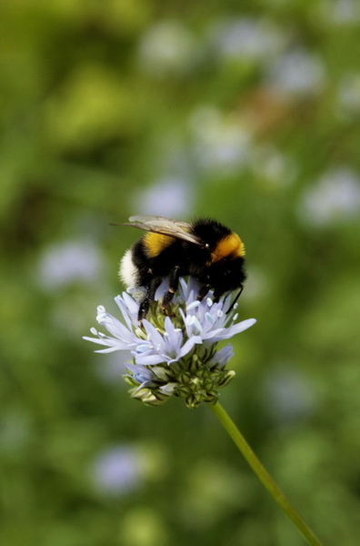 sommar 2010 038.JPG