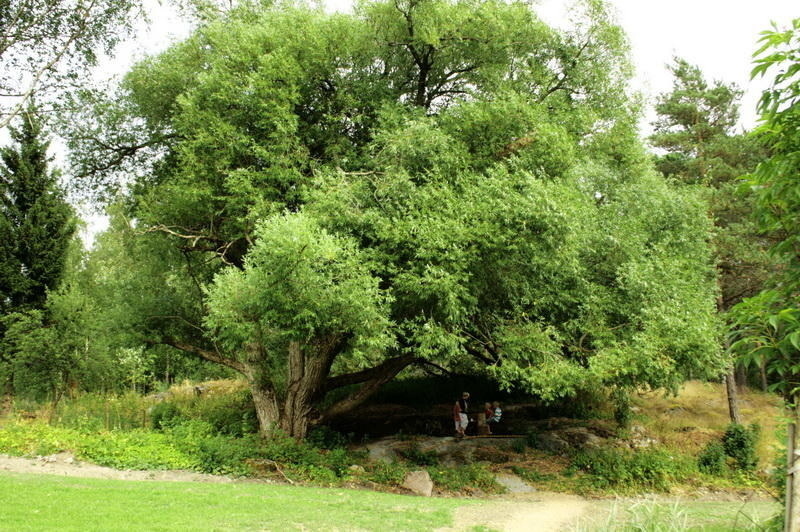 sommar 2010 064.JPG
