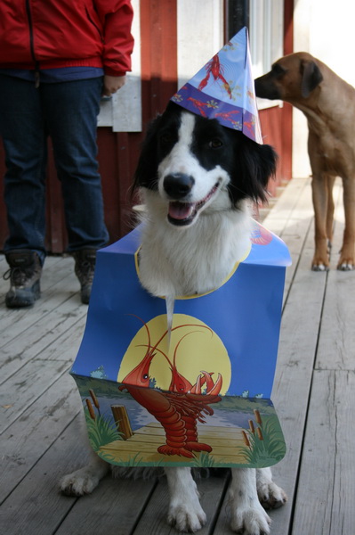 kraftskiva07.JPG