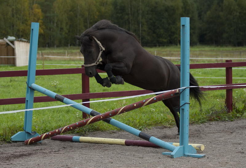 hopp.jpg