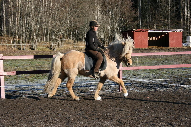 fylkir10110874.JPG