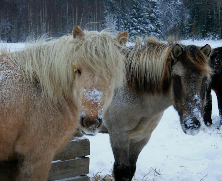 laufikoparvinter10 018.JPG