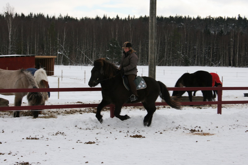 Greidifeb201125.JPG